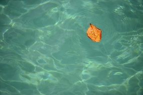 Close-up of a beautiful orange leaf on a green and blue water surface