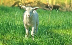 white sheep on a green tarve