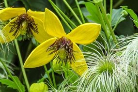 golden clematis in the spring garden