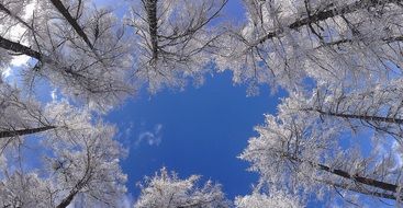 Beautiful white trees in the winter