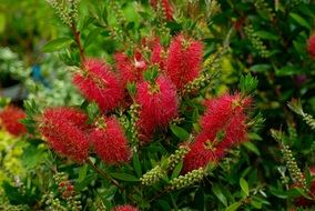 red bottlebrush flowers of Callistemon on a blurred background