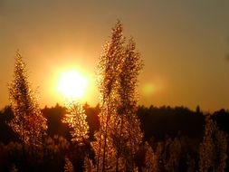 Landscape with beautiful, yellow and orange sunset above the plants