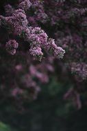 macro photo of pink blossoms on branch