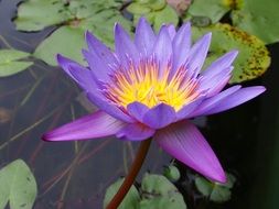 purple lotus in the pond