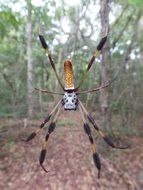 spider golden silk orb weaver weaves a web