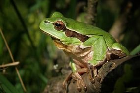 tree green frog