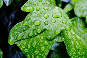 Green ivy leaves in water droplets on a blurred background