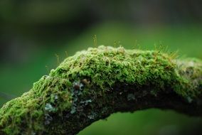 moss branch