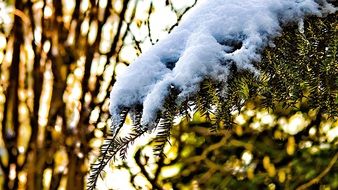 snowy fir branch close up