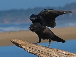 raven bird with open wings on log