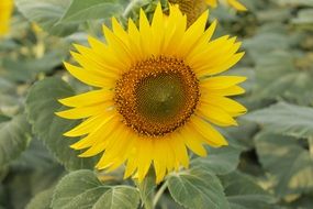 Close up of sunflower