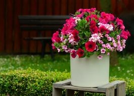 flowerpot with petunias