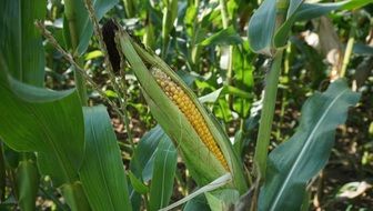 Corn on the cornfield