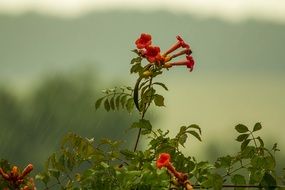 picture of the flowers at rainy day