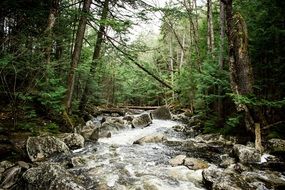 landscape of Natural creek in the forest