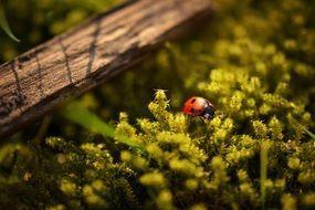 ladybug linsect on yellow plants macro