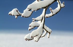 Icy branch in winter