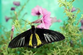 black and yellow wild butterfly