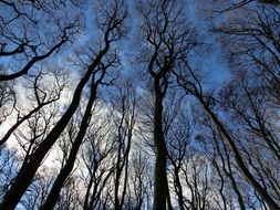 bare trees in the winter forest
