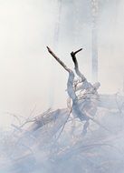 landscape of smoke in the forest during a fire
