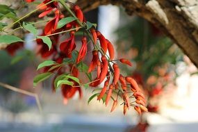 beautiful red flowers grow in the garden