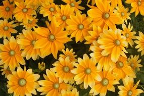 yellow flowers in a greenhouse in a summer garden