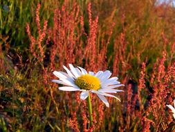 one daisy flower