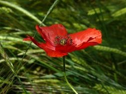 red poppy on a background of wild green grass