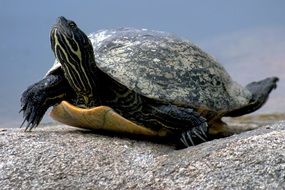 aquatic turtle with head up
