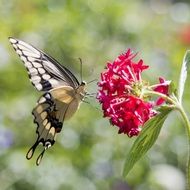 dizzy butterfly flower