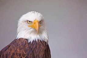 brave eagle portrait