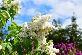 white lilac flowers on branch