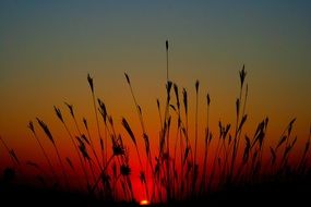 wild grass at sunset