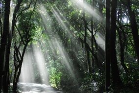 rays of light in the forests