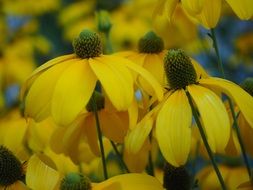 rudbeckia fulgida or ordinary sonnenhut