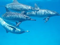dolphin ocean