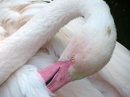 exotic flamingo cleans feathers close-up