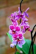 Pink orchid flowers blossom