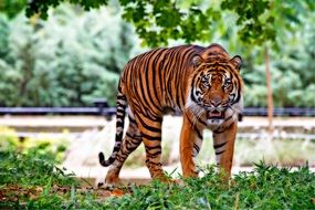 Sumatran tiger is walking