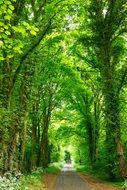 Landscape of road in a green forest