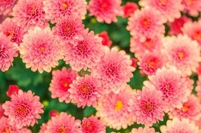 flowers summer pink nature garden