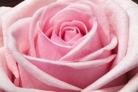 Macro photo of the pink rose in spring