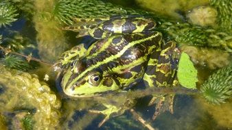 green striped frog in water