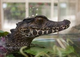 Small crocodile in the water