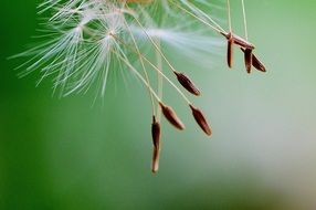 Dandelion seeds on a blurred background