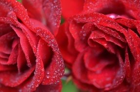 red rose bouquet macro
