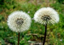 dandelion flowers on green grass