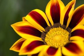 orange flower bud in a botanical garden