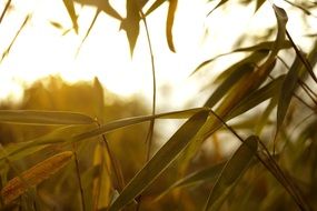 Green bamboo in nature