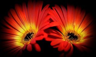 Yellow and red gerbera flowers